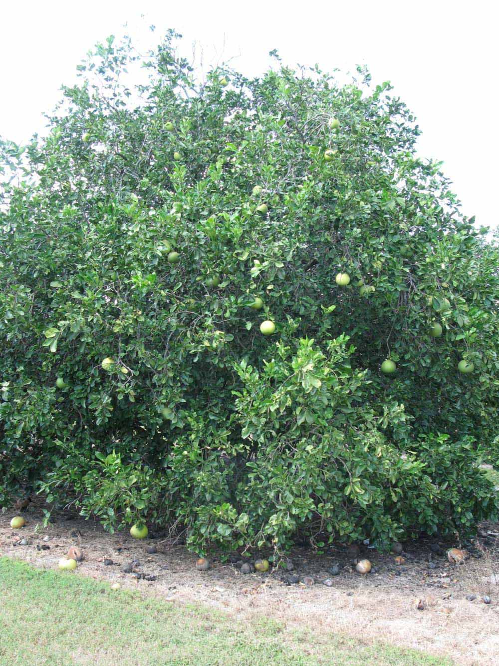            Habit (Winter Haven, FL)   